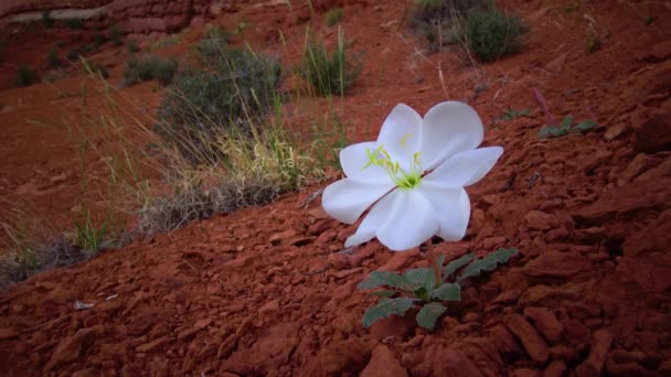 Λευκά Λουλούδια Desert Nwarf Βραδιά Primrose Oenothera Caespitosa Canyonlands National — Αρχείο Βίντεο