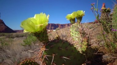 Çiçekli kaktüsler, sarı Opuntia çiçekleri. Canyonlands Ulusal Parkı 'nda, Utha