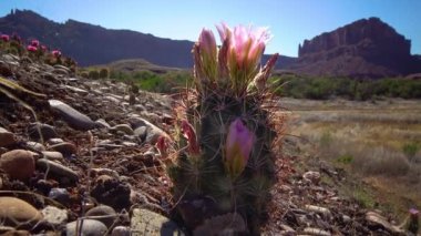 Çiçekli kaktüs bitkileri Sclerocactus sp. Utha Canyonlands Ulusal Parkı 'nda.