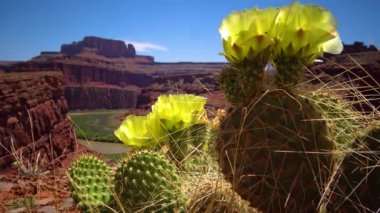 Çiçekli kaktüsler, sarı Opuntia çiçekleri. Canyonlands Ulusal Parkı 'nda, Utha