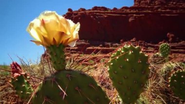 Çiçekli kaktüsler, sarı Opuntia çiçekleri. Canyonlands Ulusal Parkı 'nda, Utha