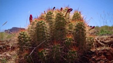 Çiçekli kaktüs bitkileri Eshinocereus sp. Canyonlands Ulusal Parkı, Utha