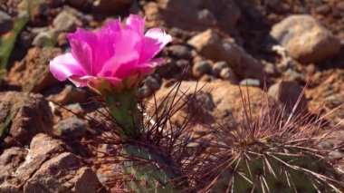 Çiçekli kaktüsler, pembe Opuntia çiçekleri. Canyonlands Ulusal Parkı 'nda, Utha