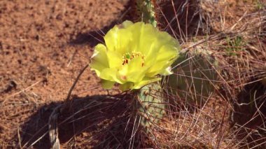Çiçekli kaktüsler, sarı Opuntia çiçekleri. Canyonlands Ulusal Parkı 'nda, Utha