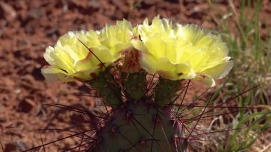 Çiçekli kaktüsler, sarı Opuntia çiçekleri. Canyonlands Ulusal Parkı 'nda, Utha
