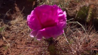 Çiçekli kaktüsler, pembe Opuntia çiçekleri. Canyonlands Ulusal Parkı 'nda, Utha