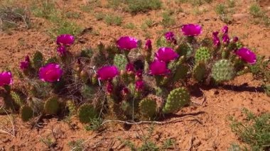 Çiçekli kaktüsler, pembe Opuntia çiçekleri. Canyonlands Ulusal Parkı 'nda, Utha