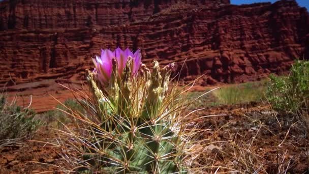 Flowering Cactus Plants Sclerocactus Parviflorus Canyonlands National Park Utha — Stock Video