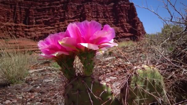 Blommande Kaktusväxter Rosa Blommor Opuntia Polyacantha Canyonlands Nationalpark Utha — Stockvideo
