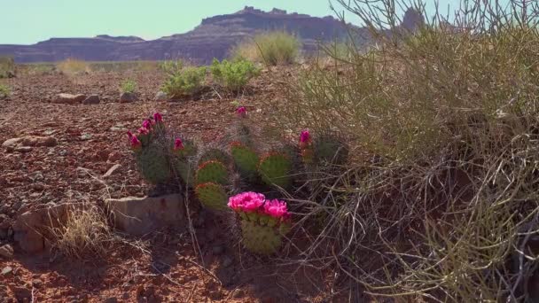 Blommande Kaktusväxter Rosa Blommor Opuntia Polyacantha Canyonlands Nationalpark Utha — Stockvideo