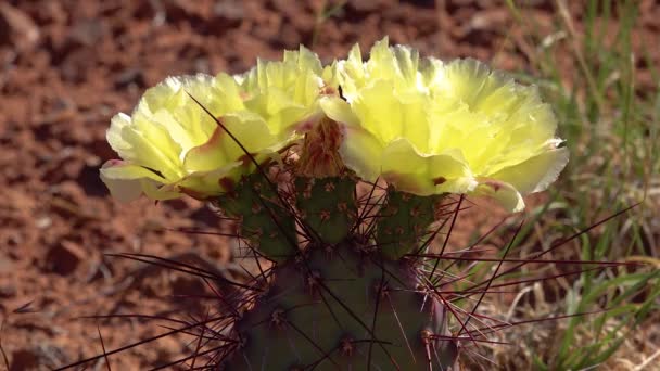 Virágzó Kaktusznövények Opuntia Sárga Virágai Polyacantha Canyonlands Nemzeti Parkban Utha — Stock videók