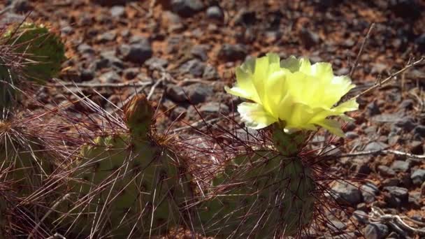 Blommande Kaktusväxter Gula Blommor Opuntia Polyacantha Canyonlands Nationalpark Utha — Stockvideo