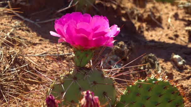 Blühende Kakteenpflanzen Rosa Blüten Von Opuntia Polyacantha Canyonlands National Park — Stockvideo