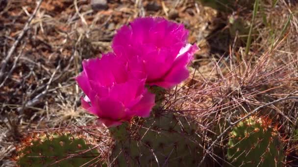 Квіти Кактусових Рослин Рожеві Квіти Opuntia Поліаканта Національному Парку Каньйонлендс — стокове відео