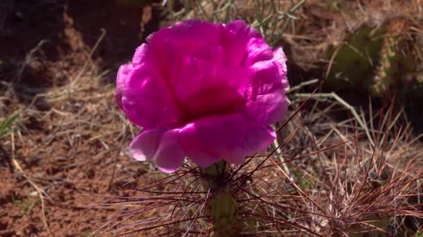 花サボテンの植物 Opuntia のピンクの花 ポリアカンサ ユタ州カノンランド国立公園内 — ストック動画