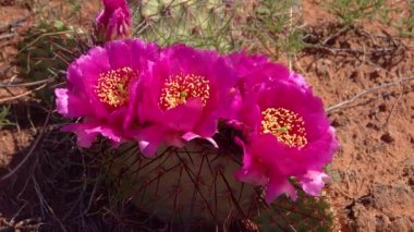 Çiçekli kaktüsler, pembe Opuntia çiçekleri. Canyonlands Ulusal Parkı 'nda, Utha