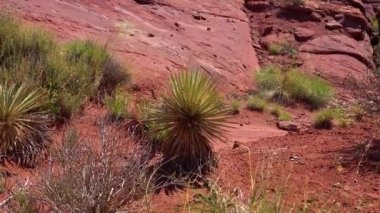 Yucca bitkisi, Kanyonlar, Moab Utah