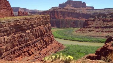 Çiçekli kaktüsler, sarı Opuntia çiçekleri. Canyonlands Ulusal Parkı 'nda, Utha
