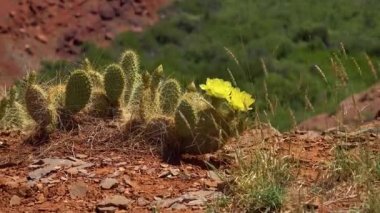 Çiçekli kaktüsler, sarı Opuntia çiçekleri. Canyonlands Ulusal Parkı 'nda, Utha