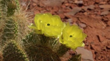 Çiçekli kaktüsler, sarı Opuntia çiçekleri. Canyonlands Ulusal Parkı 'nda, Utha