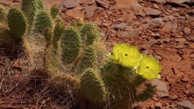 Çiçekli kaktüsler, sarı Opuntia çiçekleri. Canyonlands Ulusal Parkı 'nda, Utha