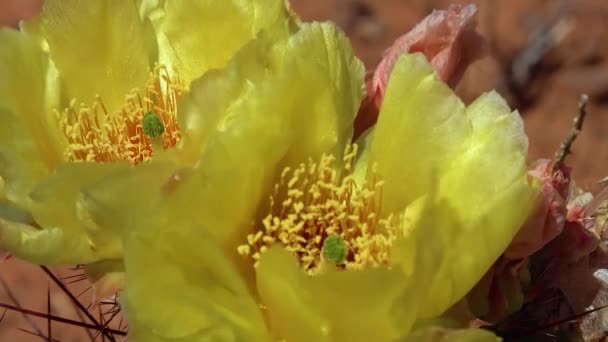 Blommande Kaktusväxter Gula Blommor Opuntia Polyacantha Canyonlands Nationalpark Utha — Stockvideo