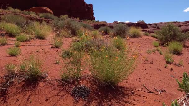Florescendo Planta Deserto Primavera Contra Pano Fundo Rochas Vermelhas Erosionais — Vídeo de Stock