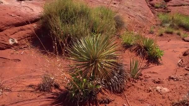 Závod Yucca Canyonlands Moab Utah — Stock video