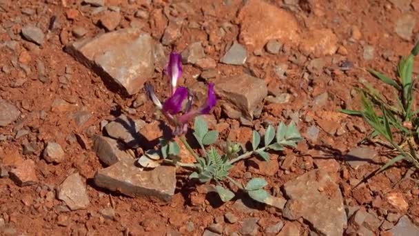 Wilde Bloeiende Planten Het Voorjaar Bergen Het Noorden Van Utah — Stockvideo