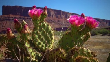 Çiçekli kaktüsler, pembe Opuntia çiçekleri. Canyonlands Ulusal Parkı 'nda, Utha