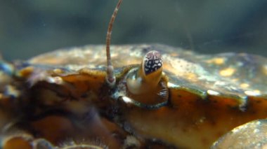 Yeşil veya Sahil Yengecinde (Carcinus maenas, Carcinus aestuarii) bileşik göz. İstilacı türler  