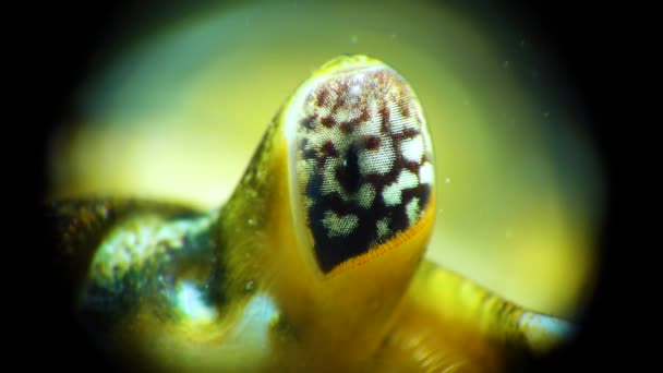 在绿蟹或滨蟹 Carcinus Maenas Carcinus Aestuarii 中的复眼 入侵物种 — 图库视频影像