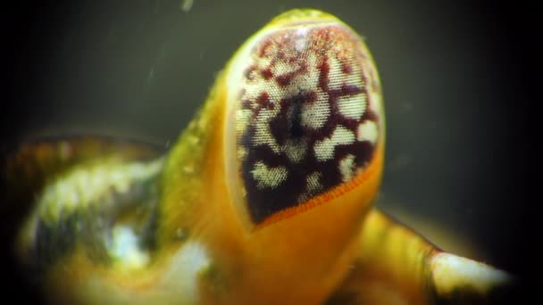 在绿蟹或滨蟹 Carcinus Maenas Carcinus Aestuarii 中的复眼 入侵物种 — 图库视频影像