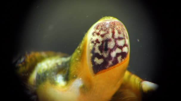 Close Olho Composto Caranguejo Verde Shore Carcinus Maenas Carcinus Aestuarii — Vídeo de Stock