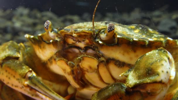 Olho Composto Caranguejo Verde Shore Carcinus Maenas Carcinus Aestuarii Espécies — Vídeo de Stock