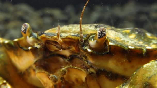 Olho Composto Caranguejo Verde Shore Carcinus Maenas Carcinus Aestuarii Espécies — Vídeo de Stock