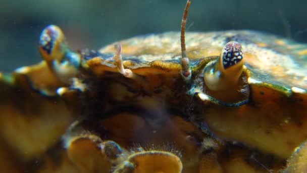 Gecombineerd Oog Een Groene Krab Carcinus Maenas Carcinus Aestuarii Invasieve — Stockvideo