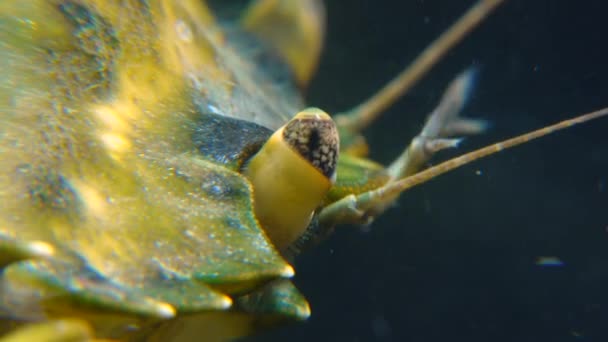 Složené Oko Krab Zelený Nebo Krab Pobřežní Carcinus Maenas Carcinus — Stock video