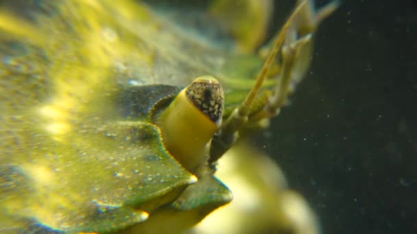 Ojo Compuesto Cangrejo Verde Costero Carcinus Maenas Carcinus Aestuarii Especies — Vídeos de Stock