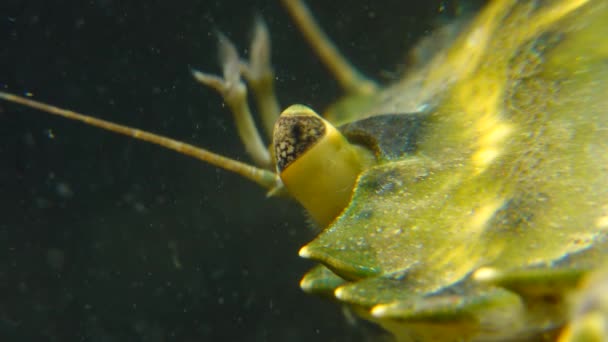 Kompostiertes Auge Einer Grün Oder Landkrabbe Carcinus Maenas Carcinus Aestuarii — Stockvideo