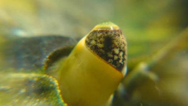 Zbliżenie Złożone Oko Zielonym Lub Shore Crab Carcinus Maenas Carcinus — Wideo stockowe