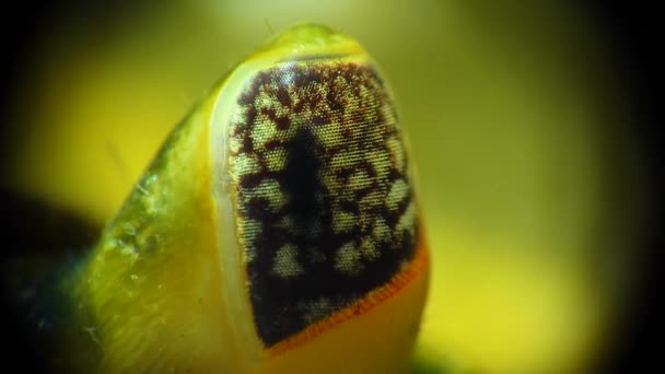 Close Samengesteld Oog Een Groene Krab Carcinus Maenas Carcinus Aestuarii — Stockvideo