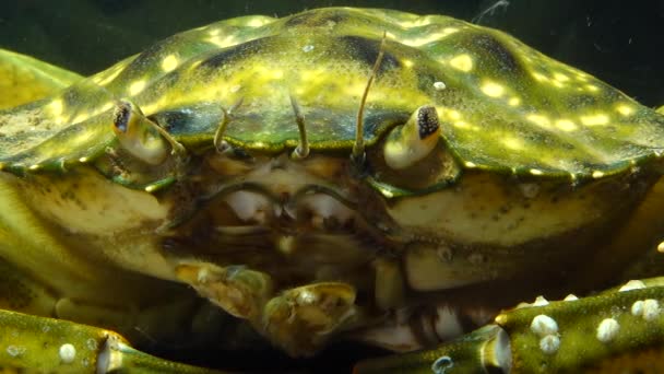 Œil Composé Chez Crabe Vert Rivage Carcinus Maenas Carcinus Aestuarii — Video