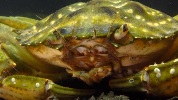 Złożone Oko Zielonym Lub Przybrzeżnym Krabie Carcinus Maenas Carcinus Aestuarii — Wideo stockowe
