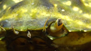 Yeşil veya Sahil Yengecinde (Carcinus maenas, Carcinus aestuarii) bileşik göz. İstilacı türler  