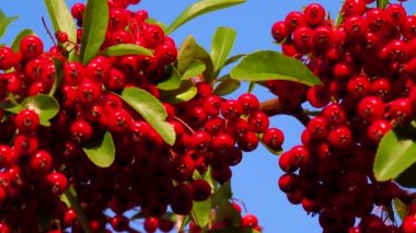Pyracantha ya da ateş dikenli, mavi gökyüzüne karşı her zaman yeşil olan kırmızı meyveler