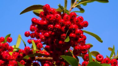 Pyracantha ya da ateş dikenli, mavi gökyüzüne karşı her zaman yeşil olan kırmızı meyveler