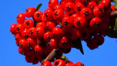 Pyracantha ya da ateş dikenli, mavi gökyüzüne karşı her zaman yeşil olan kırmızı meyveler