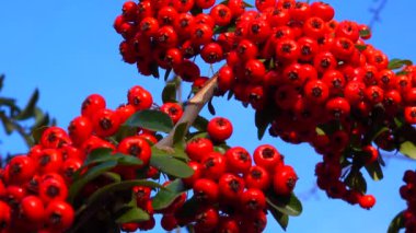 Pyracantha ya da ateş dikenli, mavi gökyüzüne karşı her zaman yeşil olan kırmızı meyveler