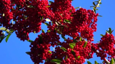 Pyracantha ya da ateş dikenli, mavi gökyüzüne karşı her zaman yeşil olan kırmızı meyveler